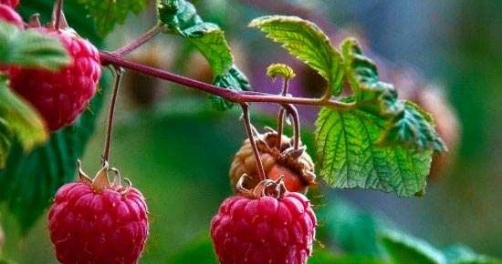 Создаем ягодный сад с плодовыми кустарниками: все от саженцев до урожая и обрезки