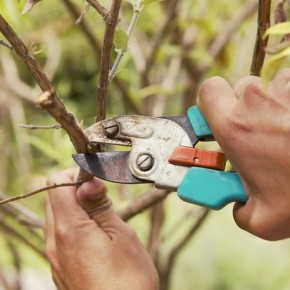 Как правильно обрезать плодовые деревья?