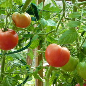 Выращивание томатов  в открытом грунте