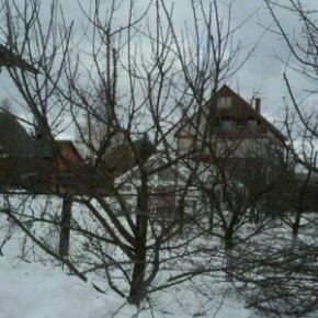 Лучше формировать кроны молодых деревьев