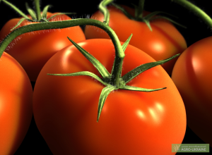  Лечебное действие томата