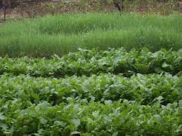Горох на зелёное удобрение:чем обогатит огород?