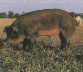 Дюрок - шоколадные свинки мясной породы