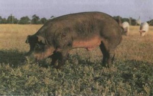 Разведение краснокожих свиней