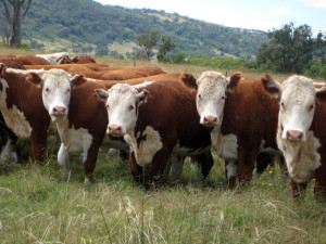 Острое вздутие преджелудков крупного рогатого скота:как избежать заболевания?