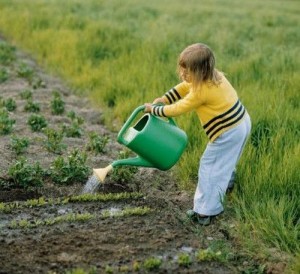 Как поливать огород осенью