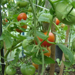 Профилактические опрыскивания томатов:как избежать болезни растений