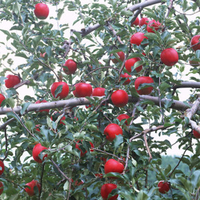 Как повысить зимостойкость фруктовых деревьев?