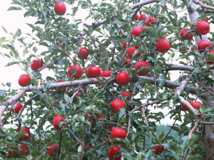 Как повысить зимостойкость фруктовых деревьев