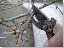 Когда следует обрезать плодовые деревья?