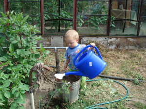Как поливать капусту осенью