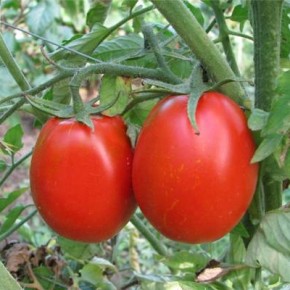 Выращивание томатов:полезные свойства овощей