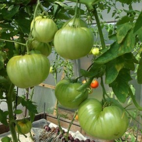 Экономный способ выращивания томатов в теплице