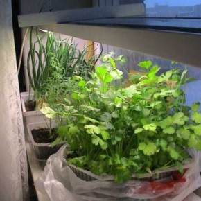 Как вырастить зелень сельдерея на подоконнике?