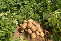 Выращивание картофеля:как ухаживать за растением