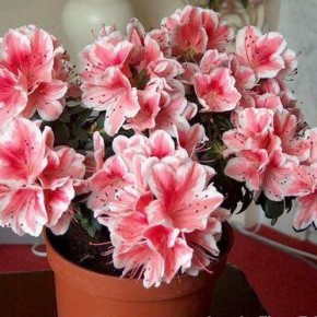 Азалия- хорошо цветущее зимой комнатное растение