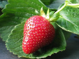 урожай крупных , вкусных ягод