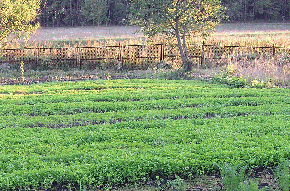 Сидераты на огороде:польза зелёного удобрения