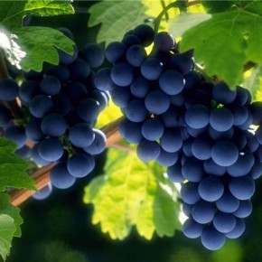 Как ухаживать за виноградом в сентябре?