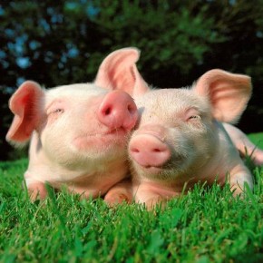 Как правильно содержать свиней?