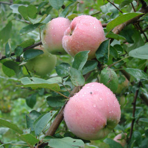 Как стимулировать закладку плодовых почек на яблоне?
