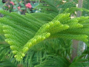 Араукария : уход и выращивание комнатного растения