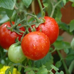 Грибковые заболевания томатов:препараты против болезней