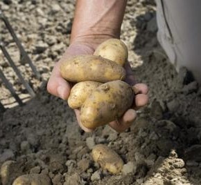 Белая горчица после збора картошки -обеззараживает почву,является хорошим удобрением