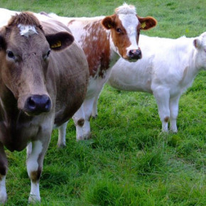 С начала года производство продукции животноводства выросла на 2,7%