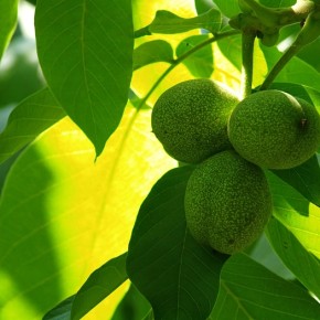 Выращивание грецкого ореха:признаки заболевания бурой пятнистостью