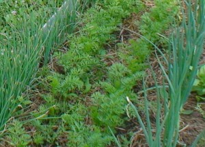 Настурция , календула и бархатцы защитят огород от вредителей
