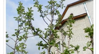 Когда формировать кроны плодовых деревьев?