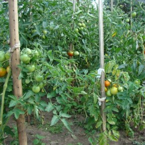Ботва помидор против листогризущих вредителей