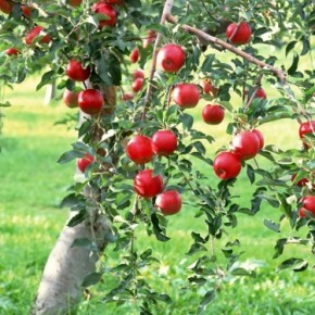 Яблони на участке:как избавиться от периодичности плодоношения