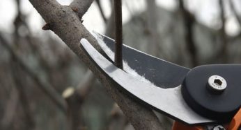 Как получить фруктовое дерево с не загущенной кроной
