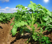 Органическое землиделие:как правильно обрабатывать почву