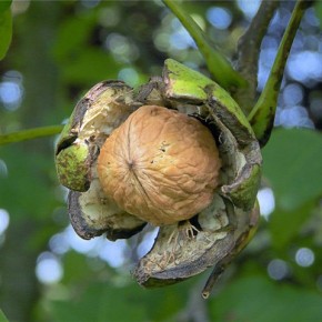Фосфорно- калийные удобрения способствуют плодоношению ореха