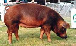 Разведение краснокожих свиней:характеристика породы