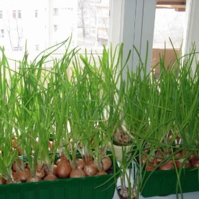Огород на подоконнике:выращивание овощей в домашних условиях