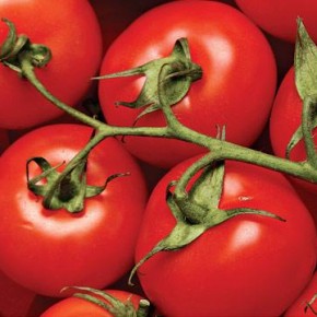 Как выбрать томаты  устойчивые к изменениям погодных условий?
