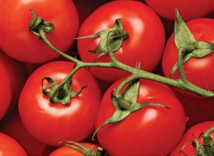 Как выбрать томаты  устойчивые к изменениям погодных условий