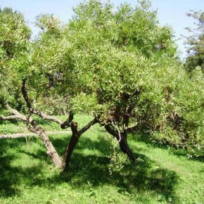 Выращивание грецкого ореха:как формировать крону дерева