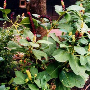 Лаконос американский- лечебное растение