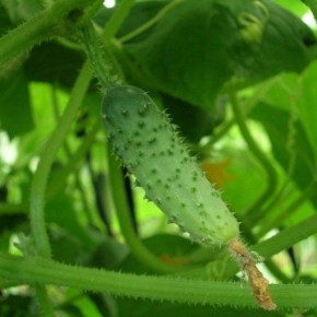 Кукуруза и помидоры - хорошее соседство на огороде