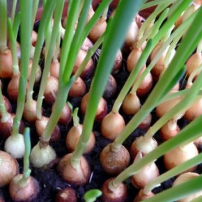 Выращивание лука на подоконнике:как лучше-в земле или воде?
