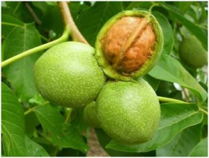 Выращивани грецкого ореха:химические препараты против вредителей