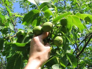 Выращивани грецкого ореха:химические препараты против вредителей