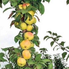 Как правильно формировать яблони?
