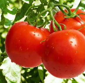 Сочный ароматный помидор -  совершенное произведение природы