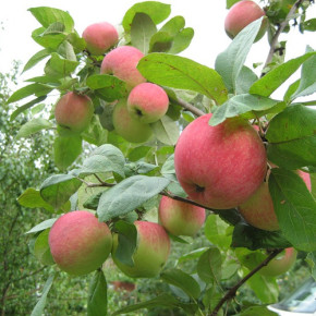 Уход за плодовыми деревьями:когда вносить удобрения?
